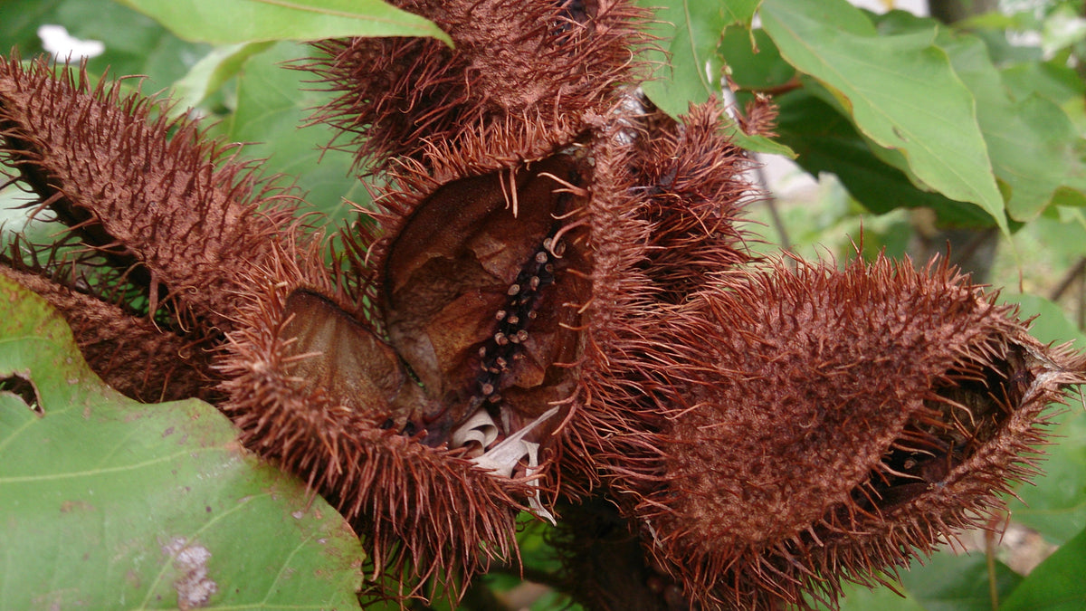 Annatto (Bixa orellana) seeds