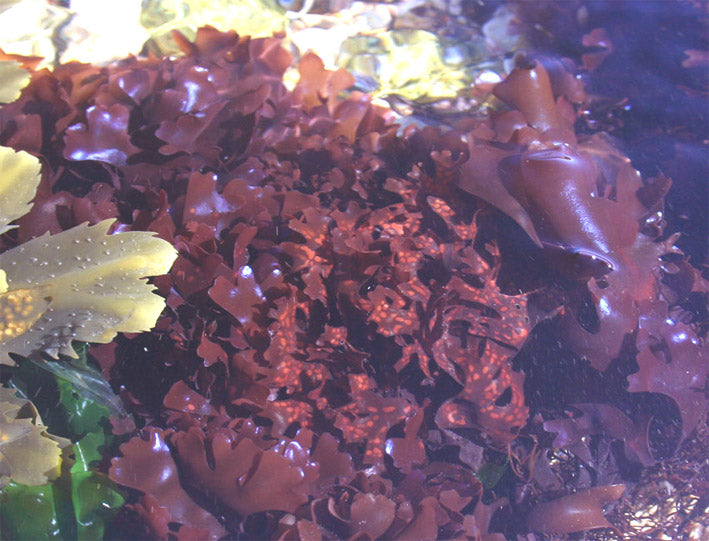 Gold seamoss / Irish moss (Chondrus crispus)