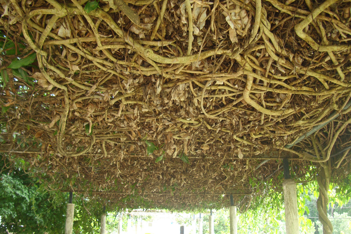 Mikania glomerata (Guaco), a closely related Guaco species