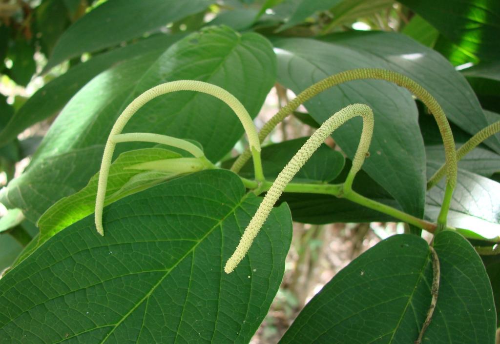 Piper aduncum (Cordoncillo Negro / Matico)
