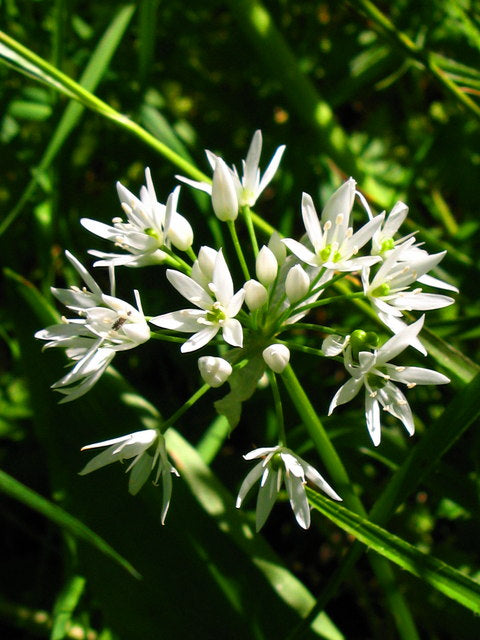 Wild garlic (ramsons, Allium ursinum)
