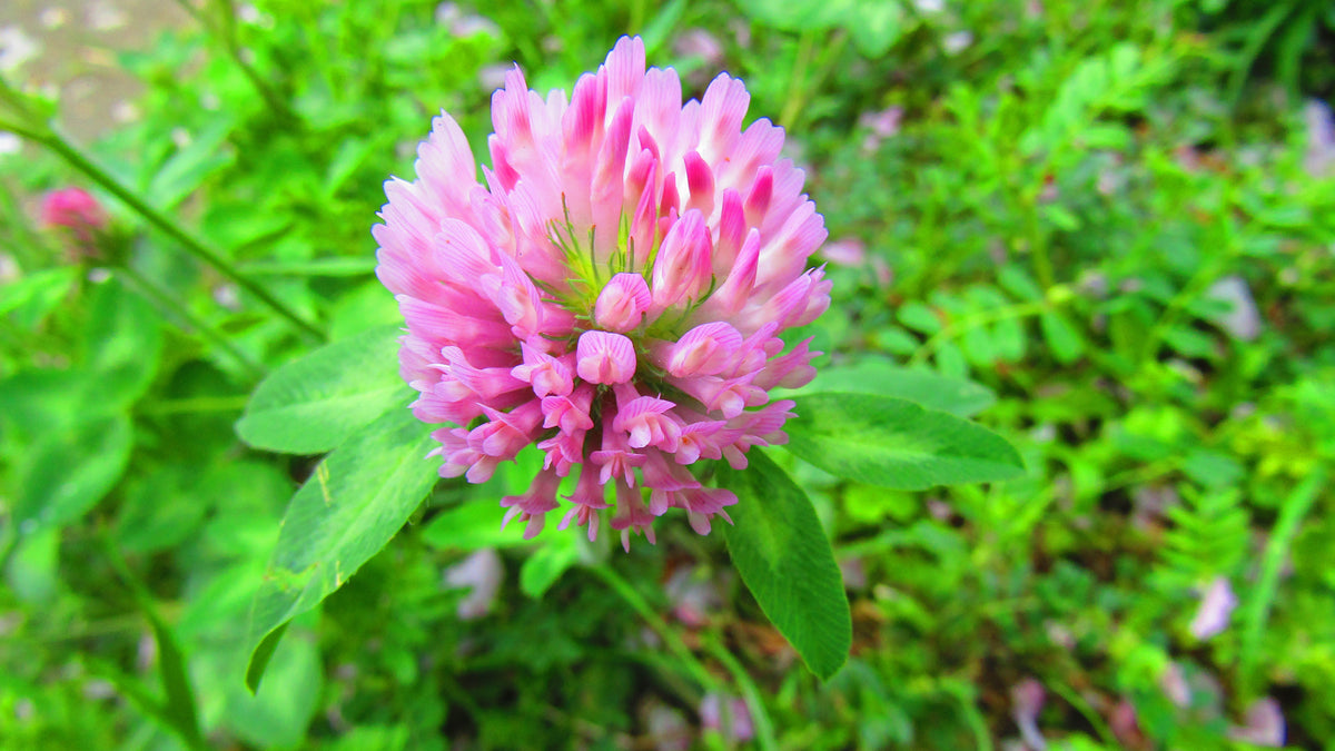 Red clover (Trifolium pratense)