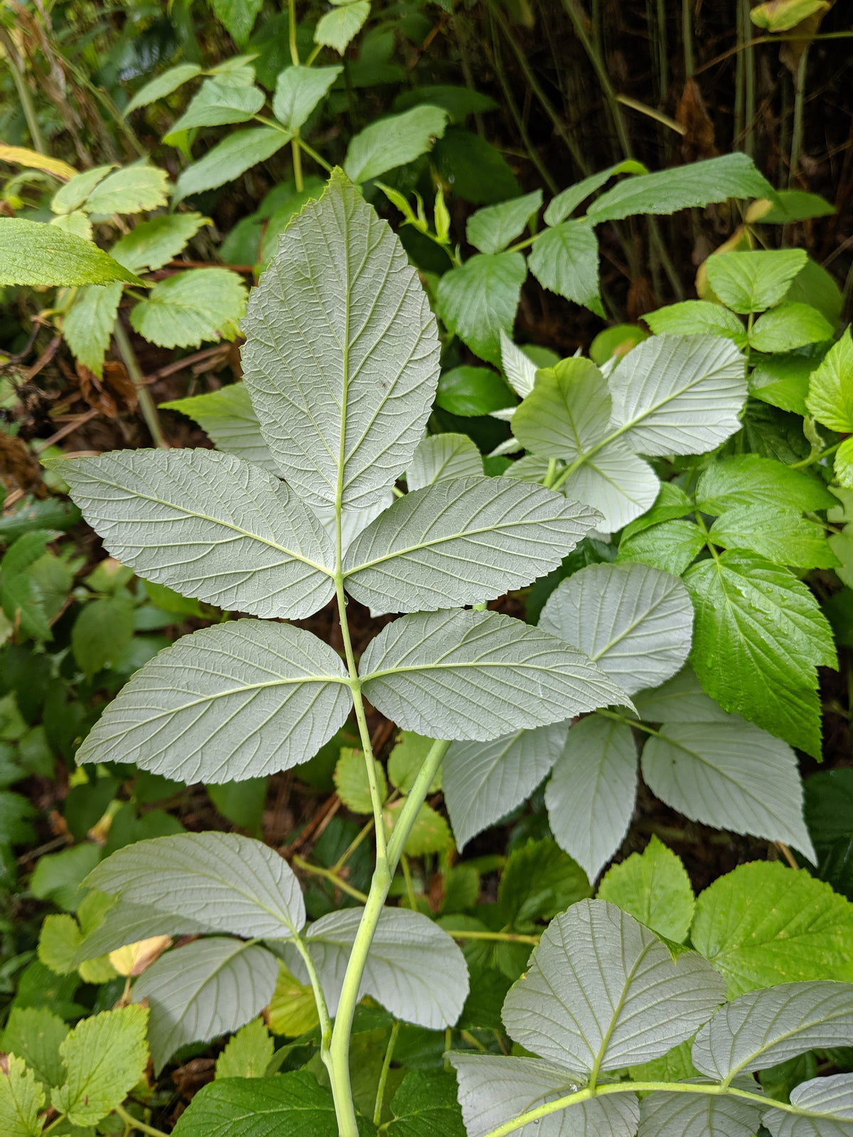 Red raspberry leaf (Rubus idaeus)