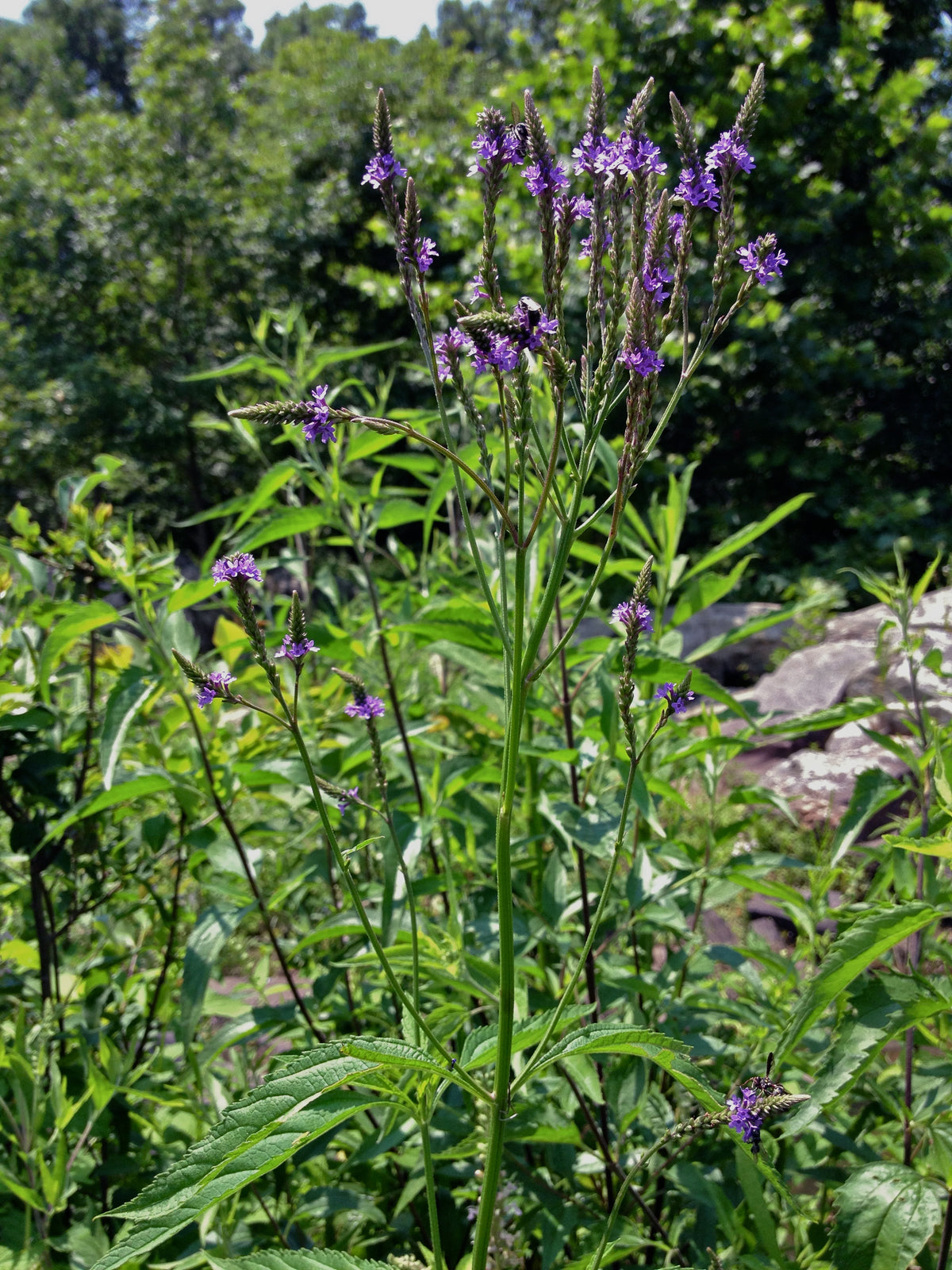 Blue Vervain (Verbena hastata)