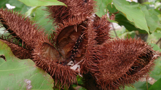 Annatto (Bixa orellana) seeds