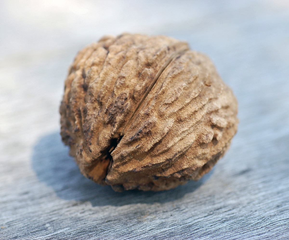 Black walnut (Juglans nigra) nut and hull