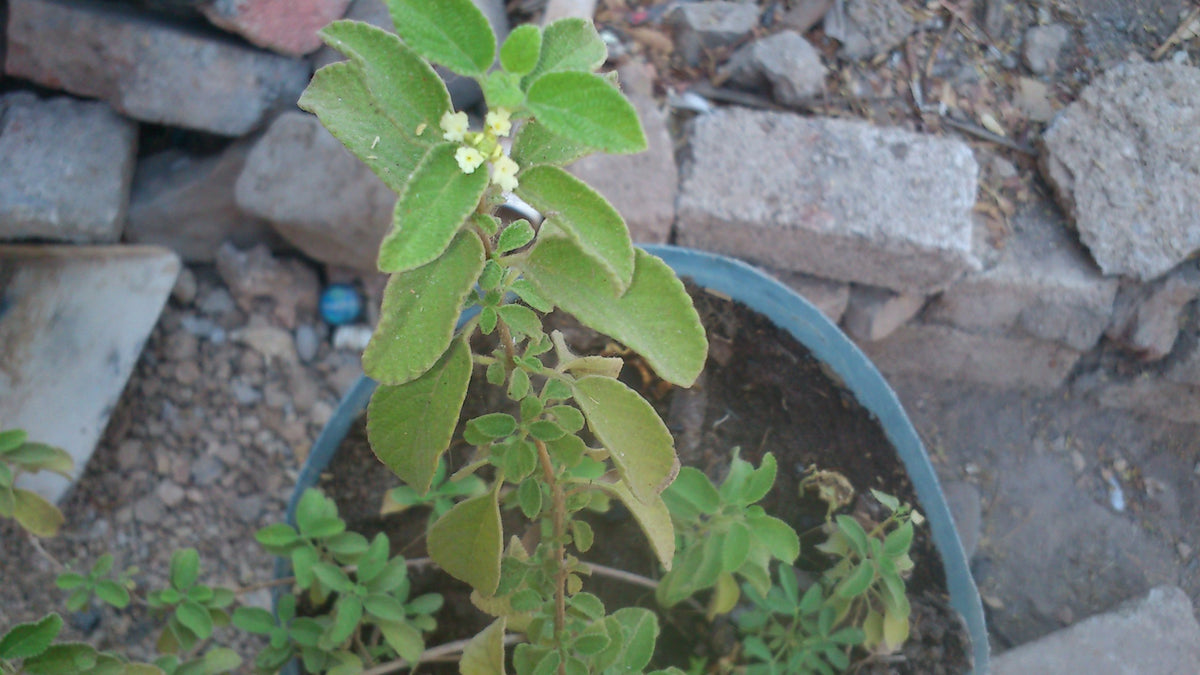 Brickellia cavanillesii (Prodigiosa) plant