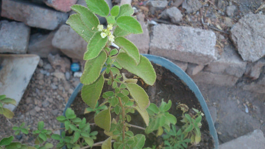 Brickellia cavanillesii (Prodigiosa) plant