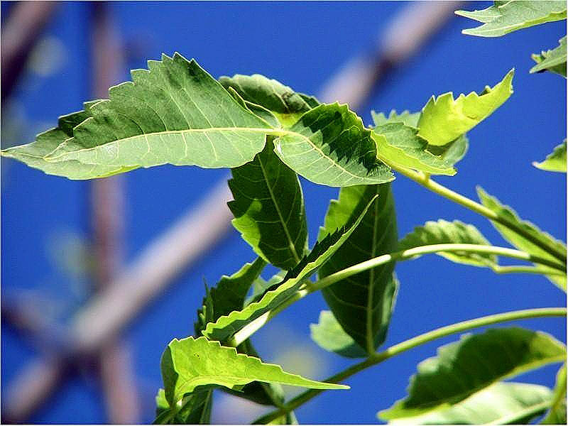 Bursera graveolens (Palo Santo) tree/wood