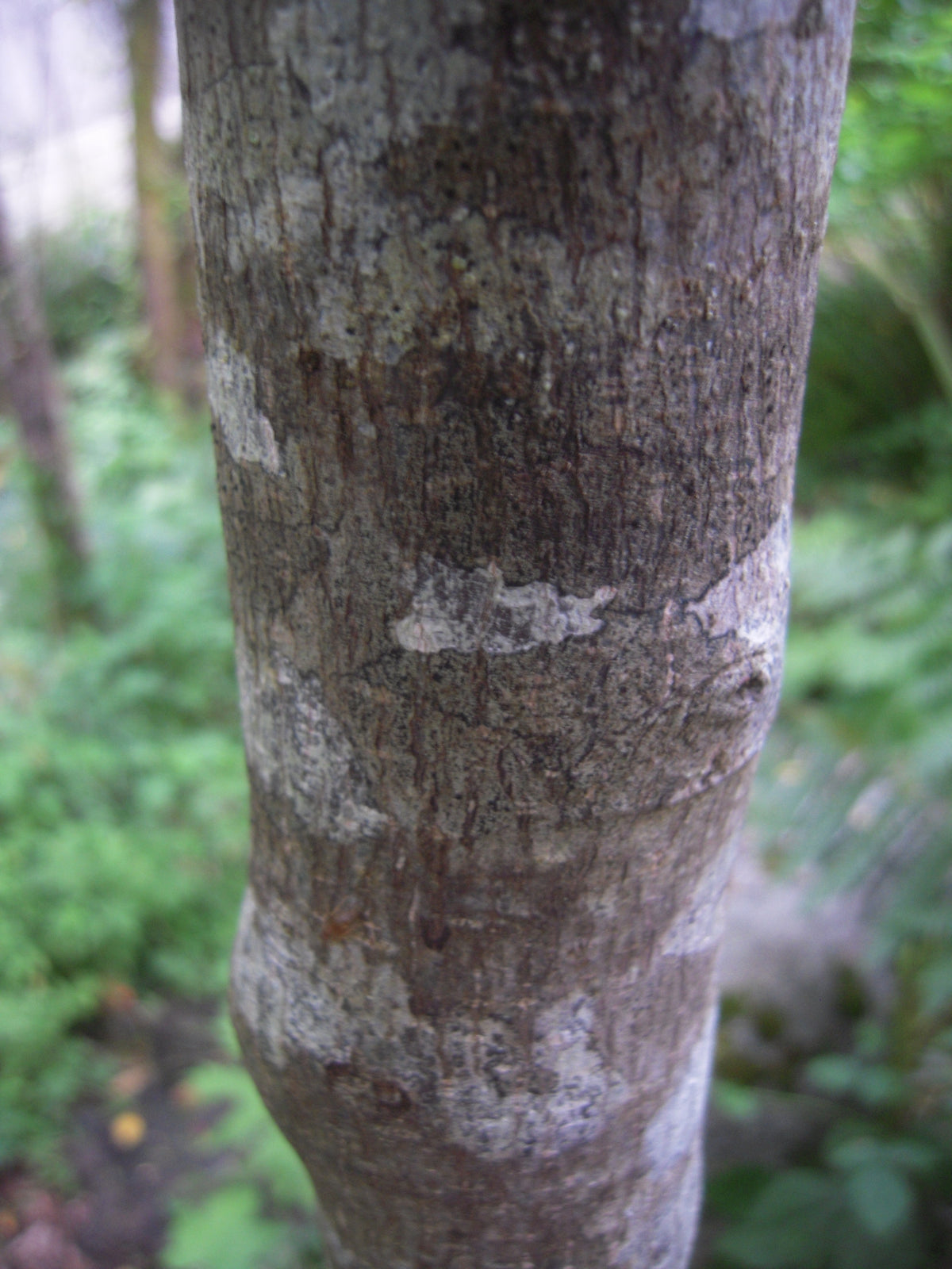 Cascara sagrada bark