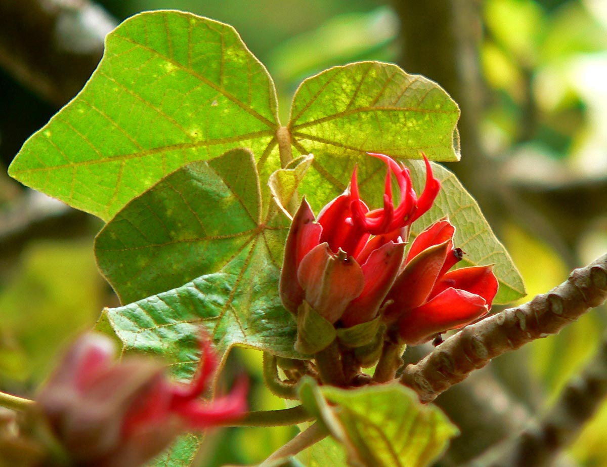 Chiranthodendron pentadactylon (Flor de Manita) flower