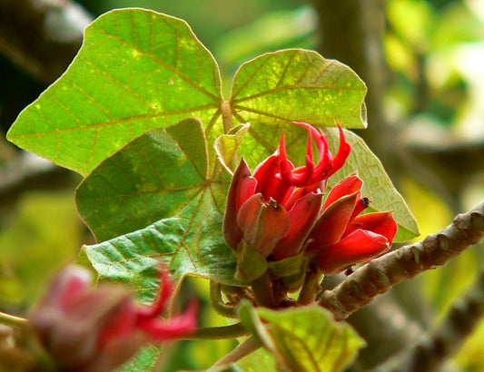 Chiranthodendron pentadactylon (Flor de Manita) flower