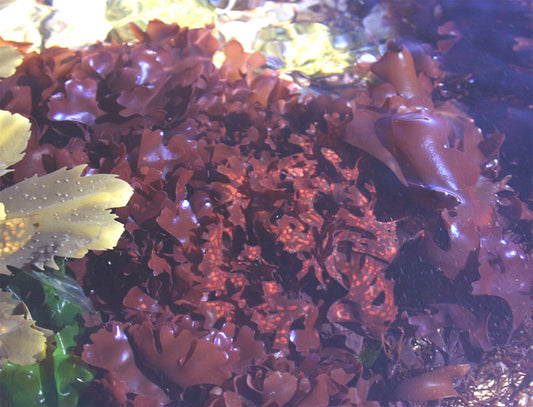 Gold seamoss / Irish moss (Chondrus crispus)