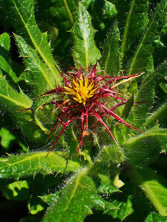 Cnicus benedictus (Blessed Thistle / Holy Thistle) plant