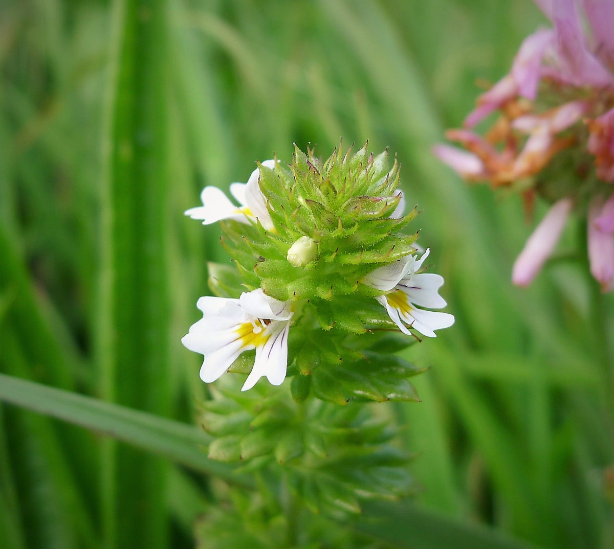 Eyebright (Euphrasia officinalis)