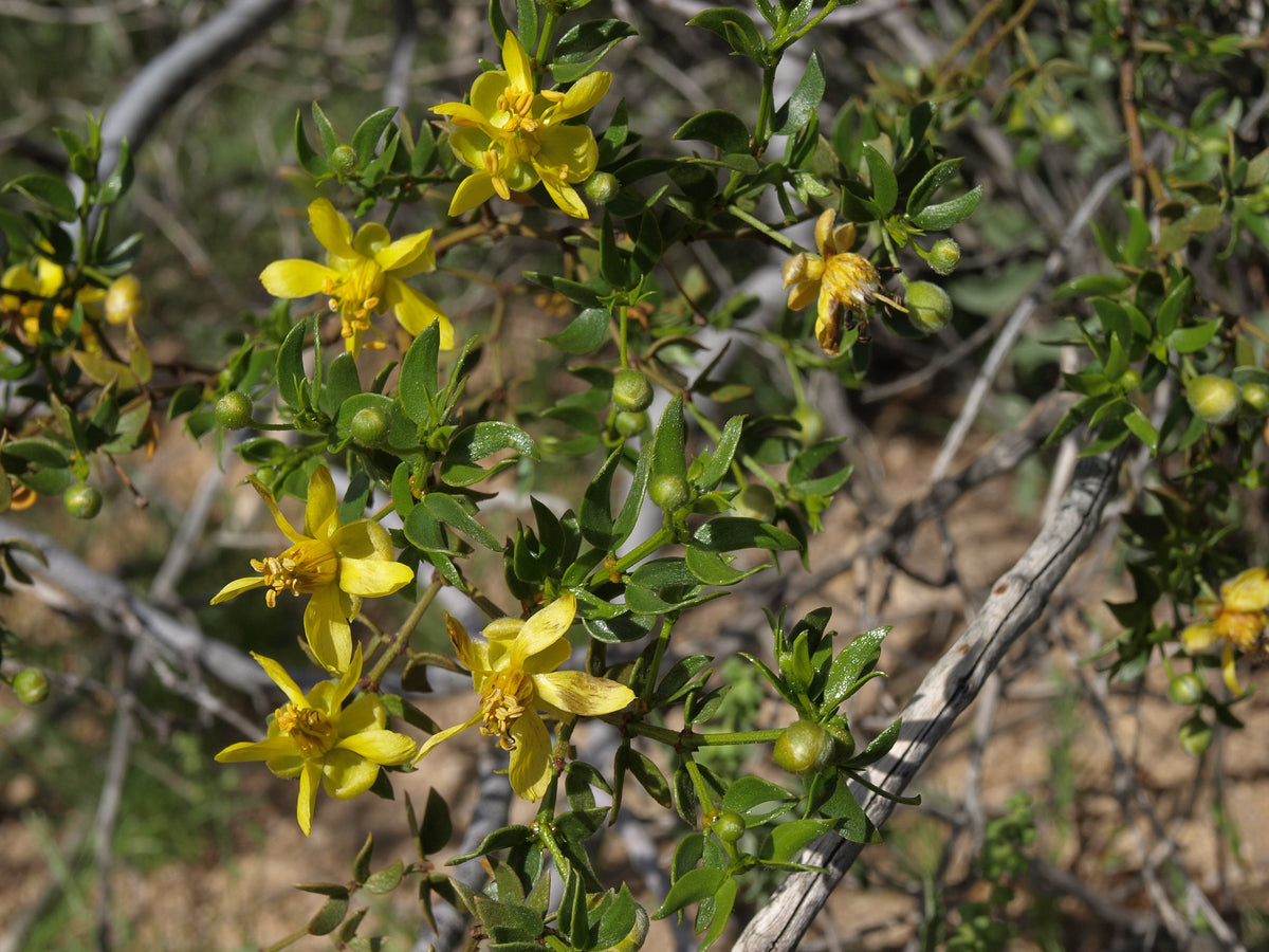 Chaparral (Larrea tridentata) creosote bush