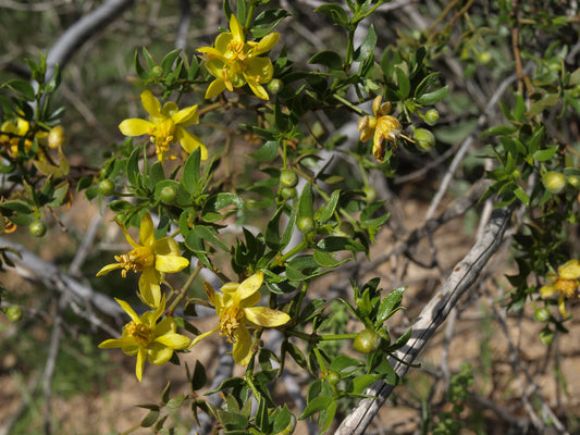 Chaparral (Larrea tridentata) creosote bush