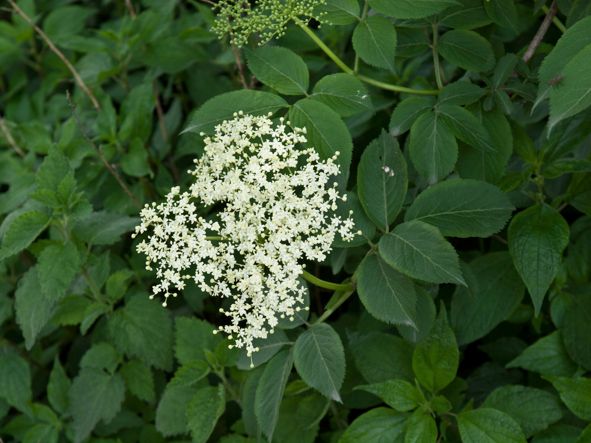 Dried elderberries (Sambucus nigra)