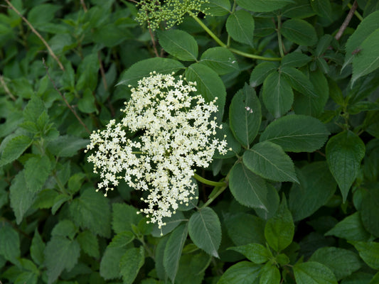 Dried elderberries (Sambucus nigra)