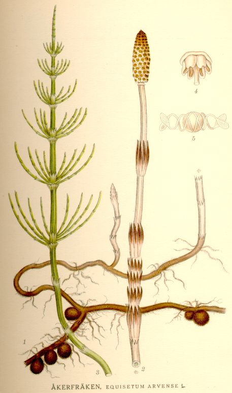 Horsetail (Equisetum arvense)