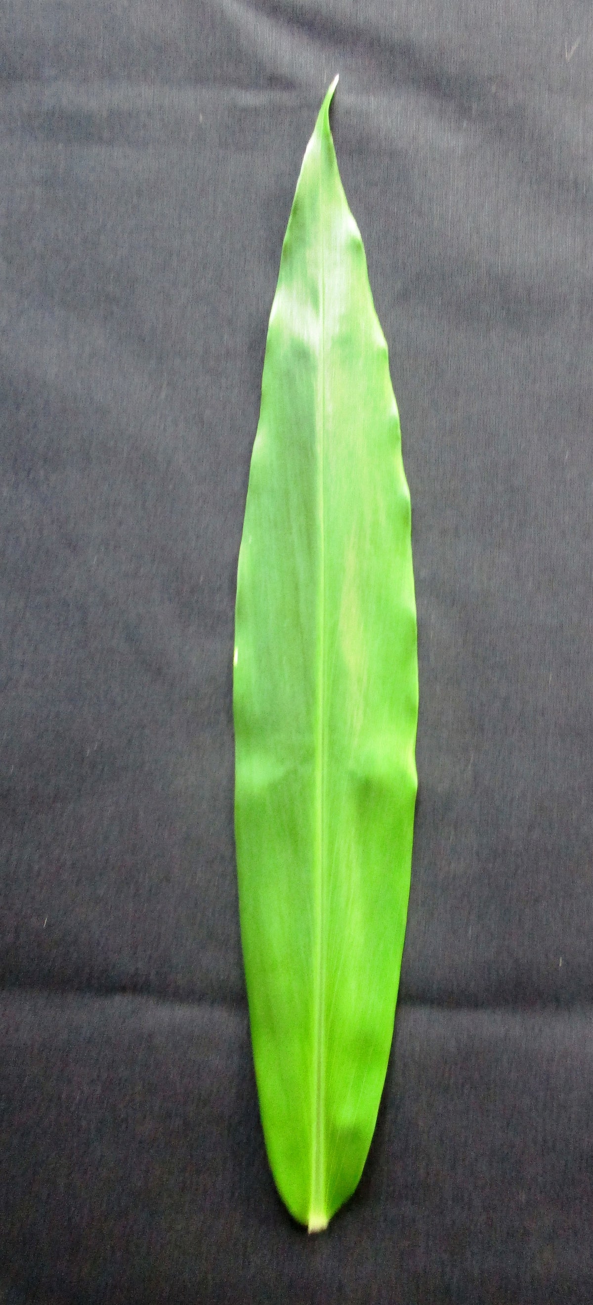 African ginger (Zingiber officinale)