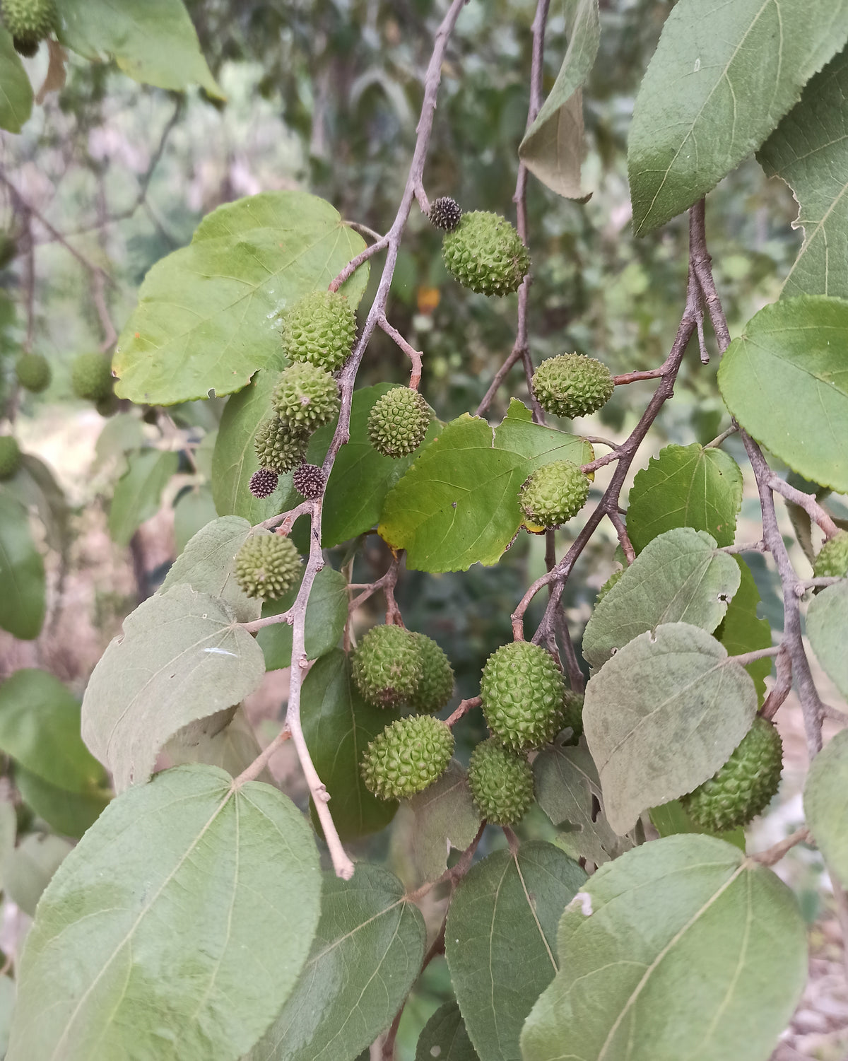 Guazuma ulmifolia (West Indian Elm / Cablote) fruit