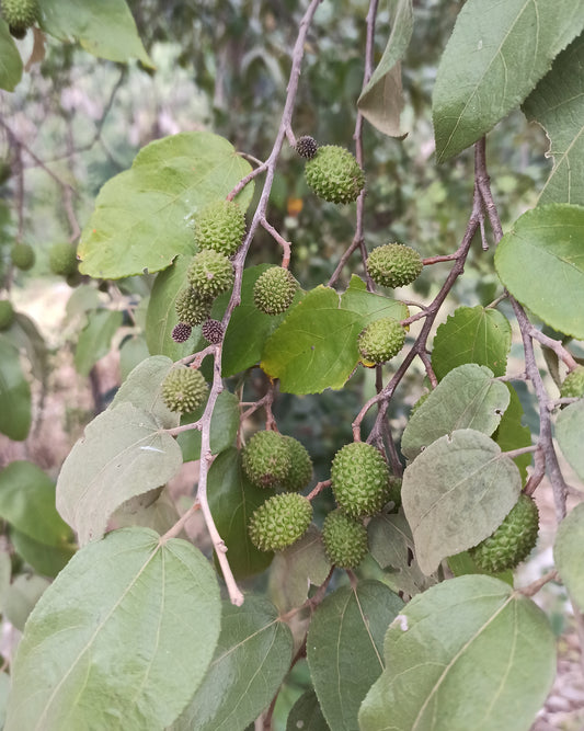 Guazuma ulmifolia (West Indian Elm / Cablote) fruit