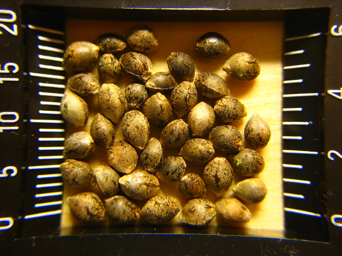 Hulled hemp seeds