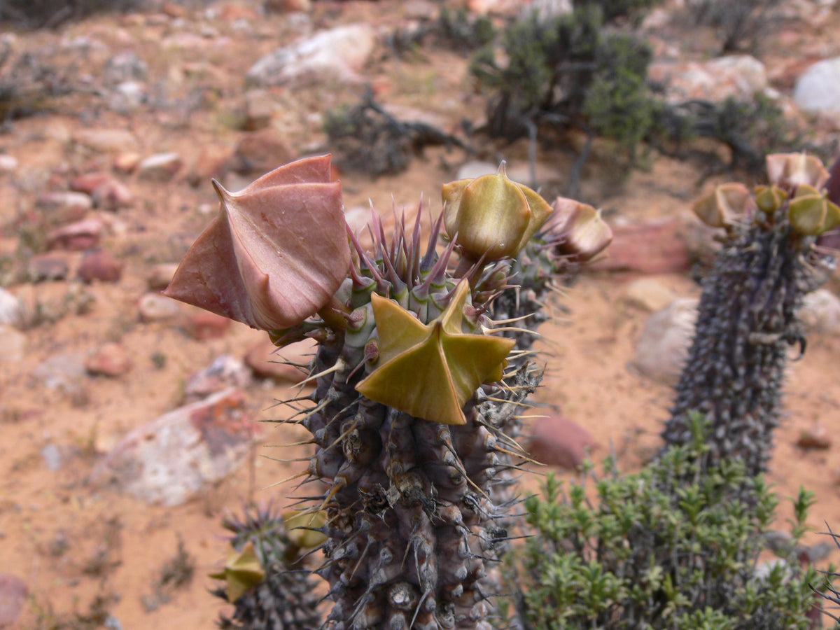 Hoodia gordonii plant