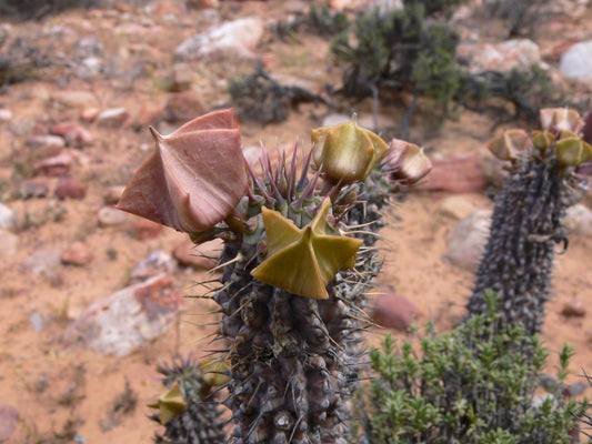 Hoodia gordonii plant