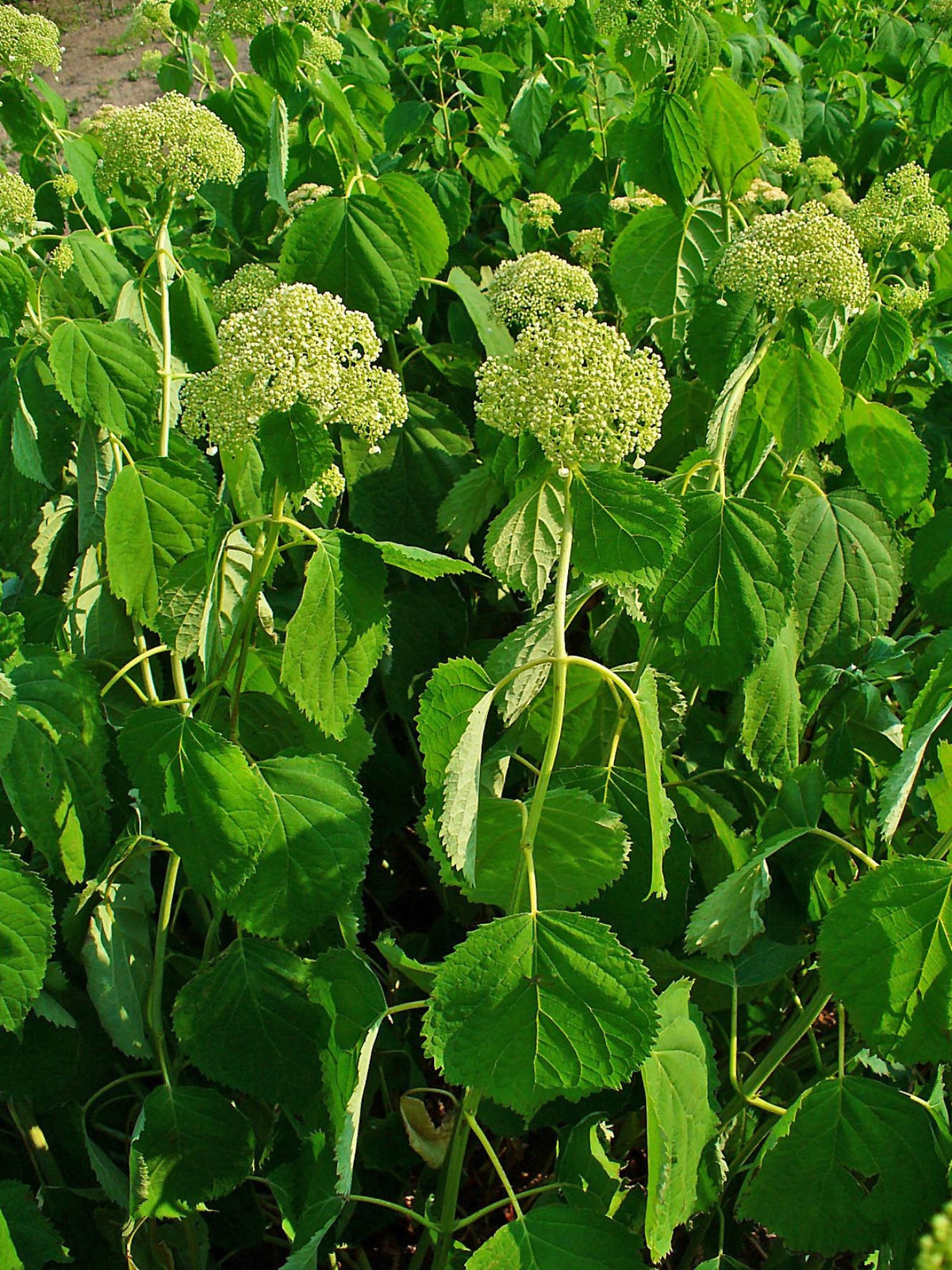 Hydrangea arborescens plant