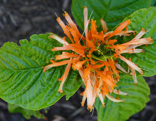 Justicia spicigera (Muicle / Mexican Honeysuckle)