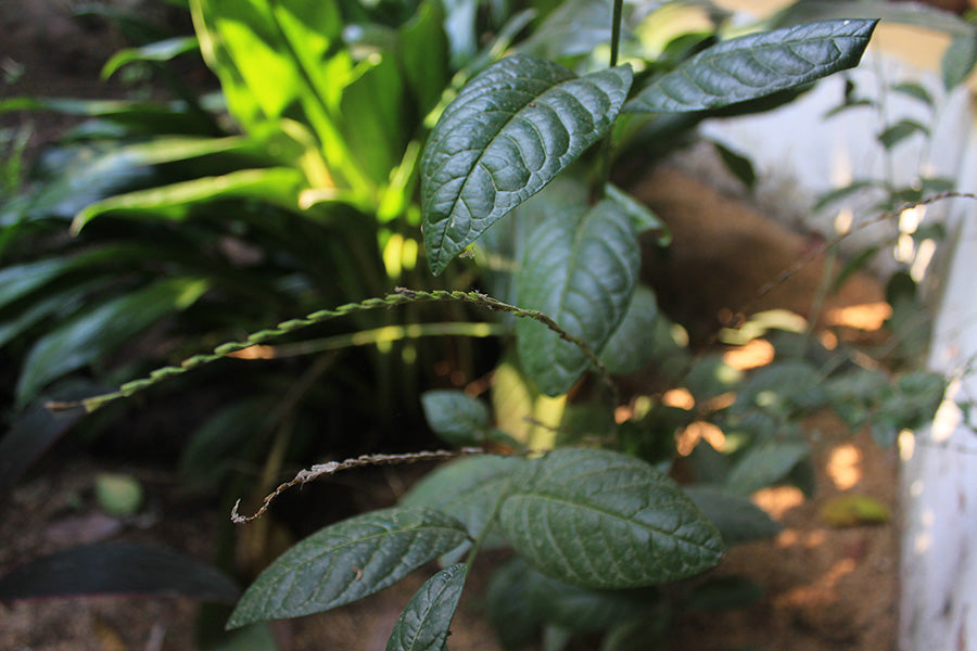 Petiveria alliacea (Anamu / Guinea Hen Weed)