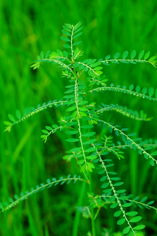Phyllanthus niruri (Chanca Piedra) plant