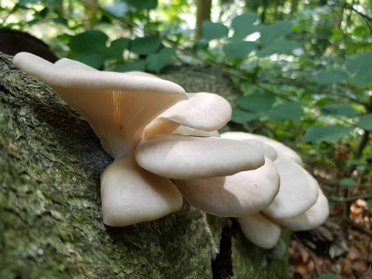 Oyster mushrooms (Pleurotus ostreatus)