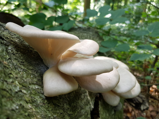 Oyster mushrooms (Pleurotus ostreatus)