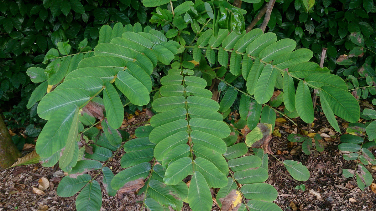 Senna alata / Cassia alata (Ringworm Bush)