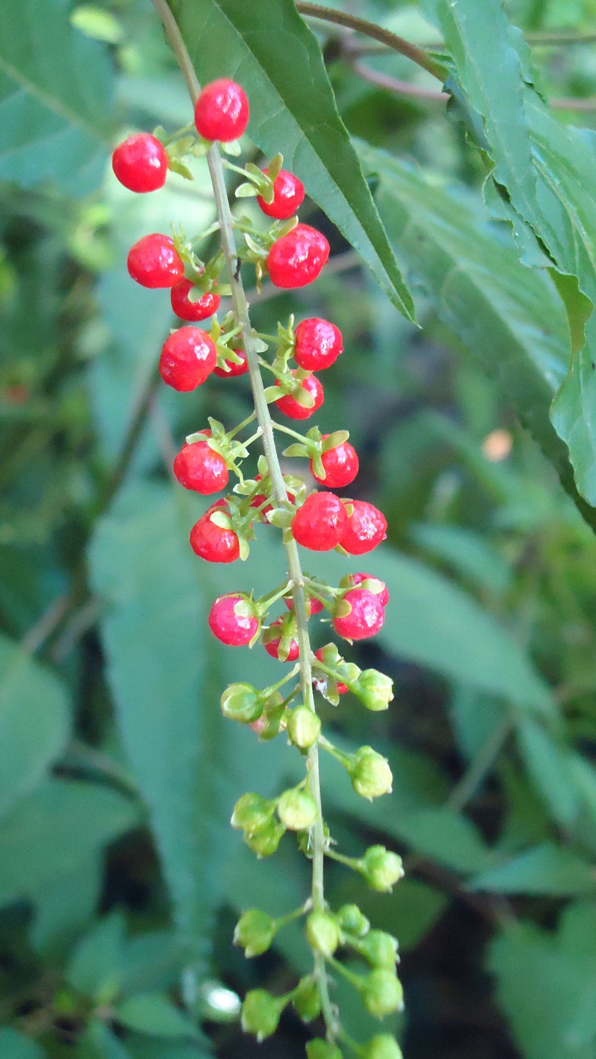 Rivina humilis (Jamaican Dog Blood bush)
