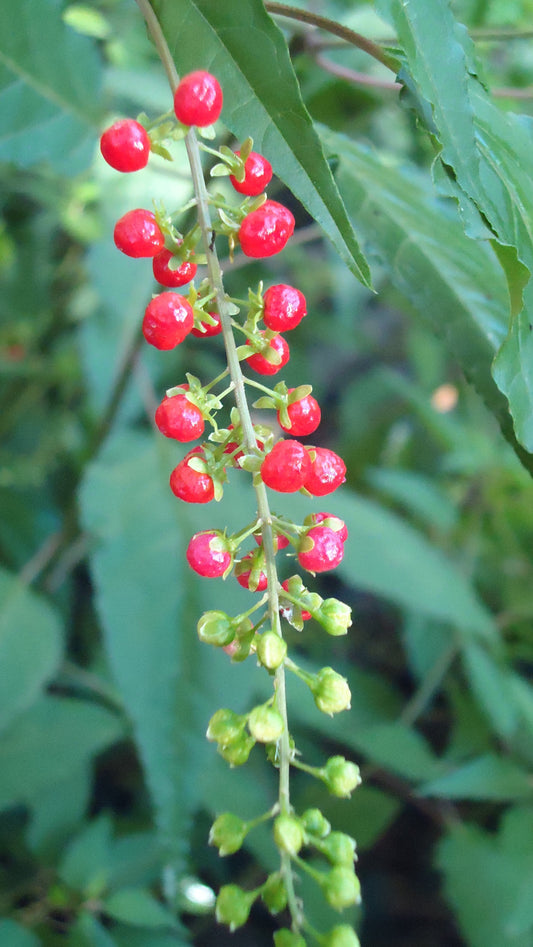 Rivina humilis (Jamaican Dog Blood bush)