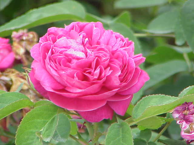 Damask rose (Rosa damascena)