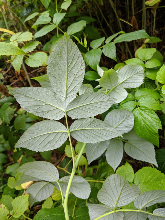 Red raspberry leaf (Rubus idaeus)
