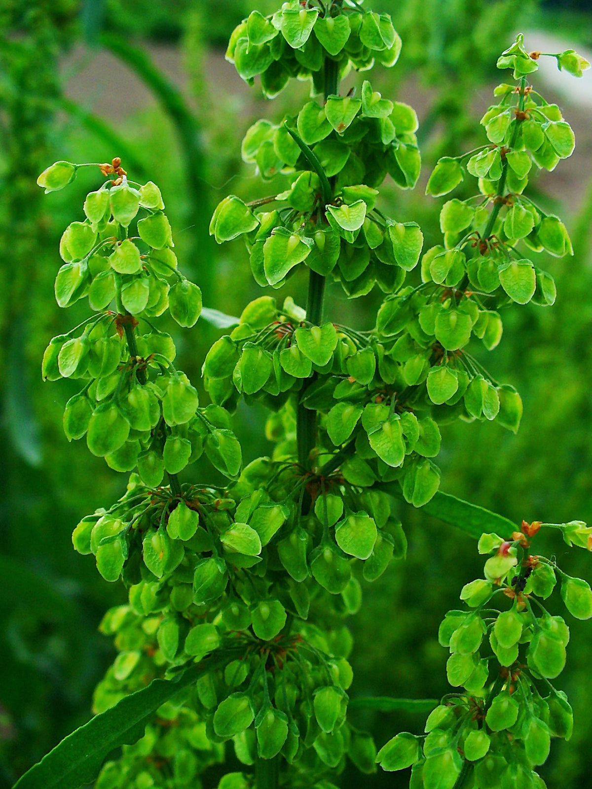 Yellow Dock (Rumex crispus), one of the herbs in this tea blend