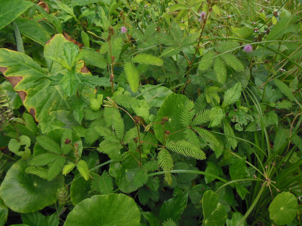 Mimosa pudica (sensitive plant)