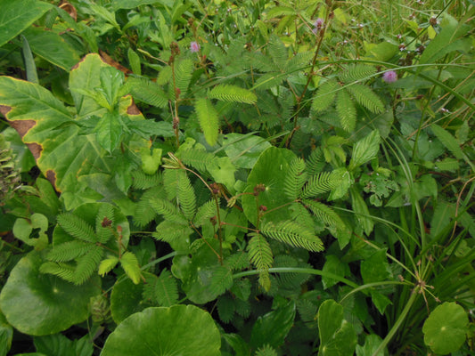 Mimosa pudica (sensitive plant)