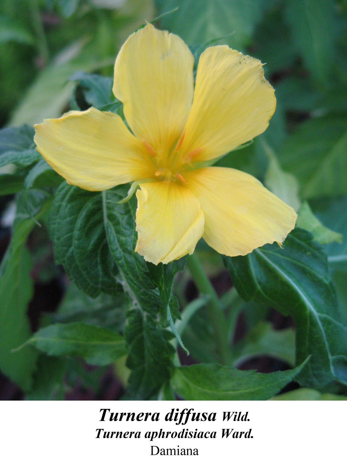 Damiana (Turnera diffusa), one of the herbs in this tea blend
