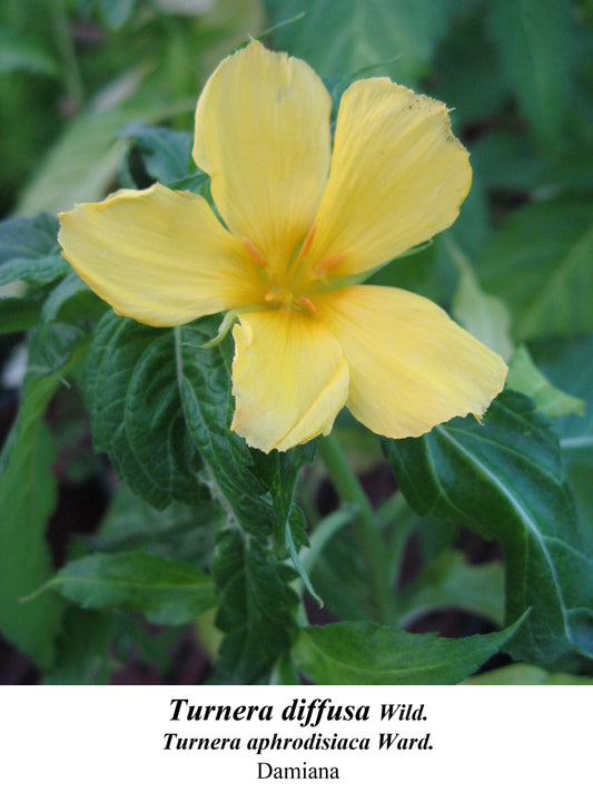 Damiana (Turnera diffusa), one of the herbs in this tea blend