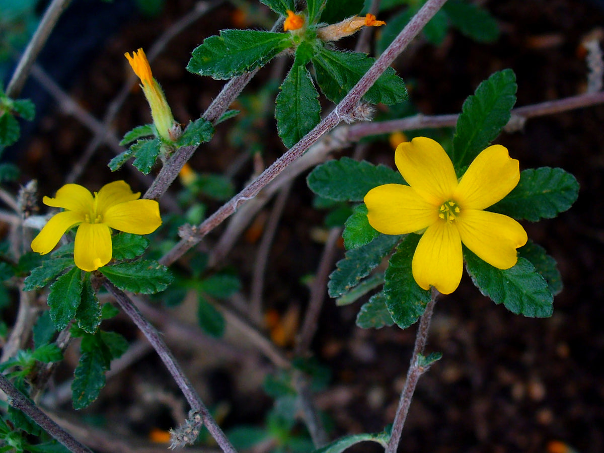 Damiana (Turnera diffusa) leaf