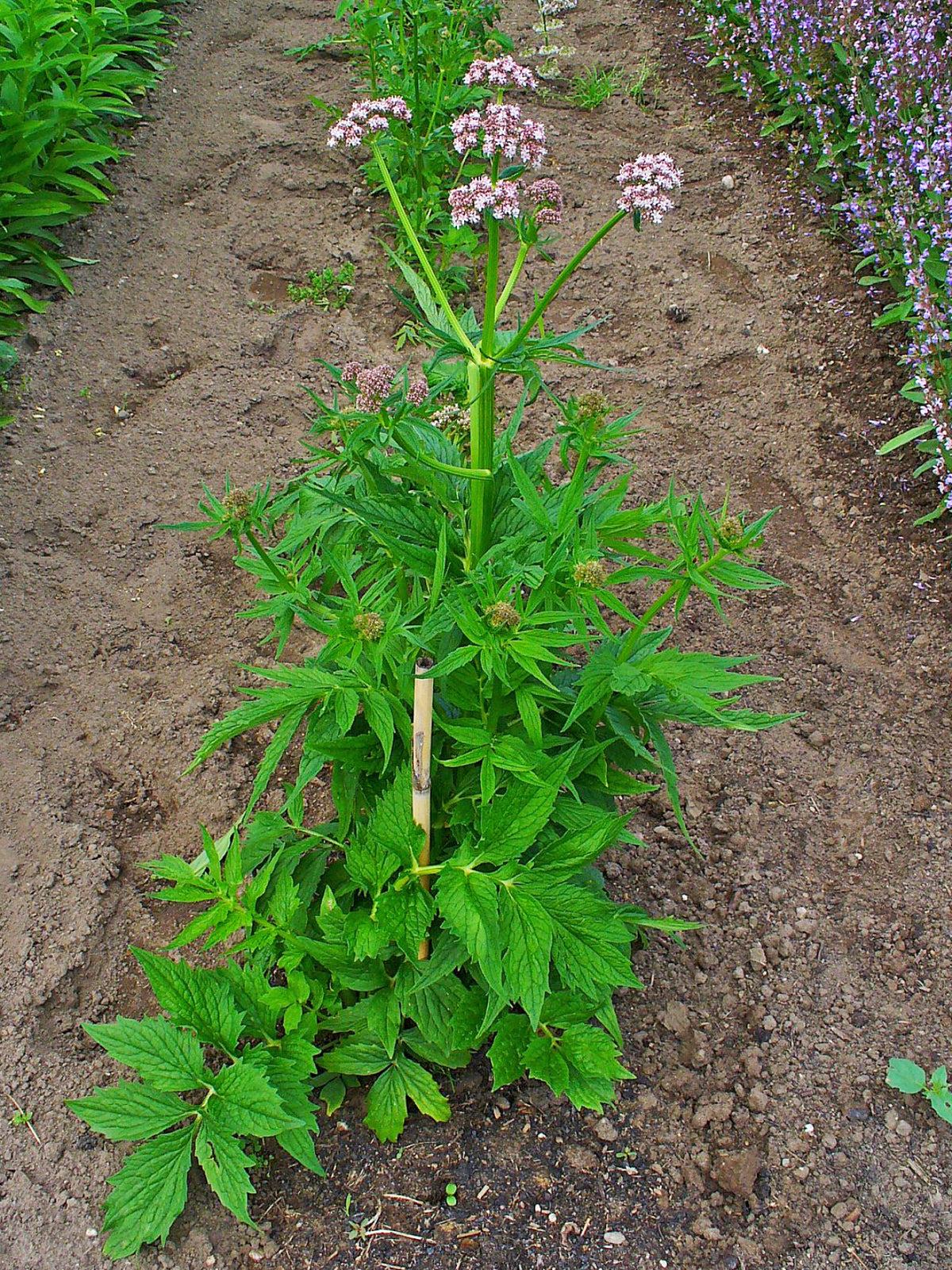 Valerian (Valeriana officinalis) plant