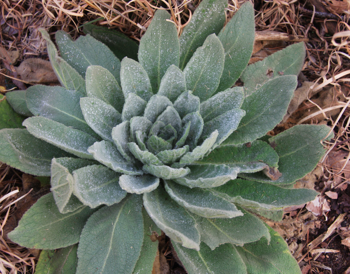 Mullein (Verbascum thapsus) leaf