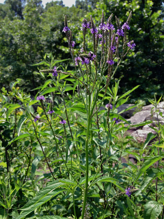Blue Vervain (Verbena hastata)